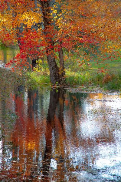 Gulin, Sylvia 아티스트의 USA-New Hampshire-Jackson-Autumn in New England with Fall Color of Maple Tree reflected in small po작품입니다.